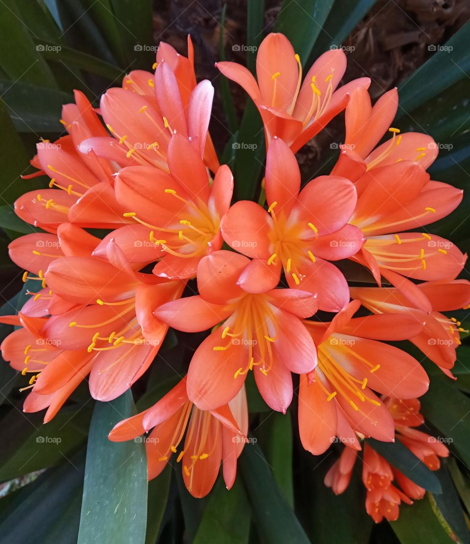 Clivia flowers