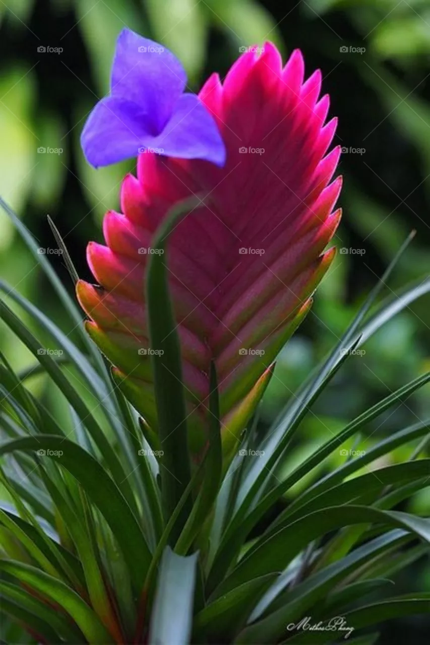 Beautiful flower