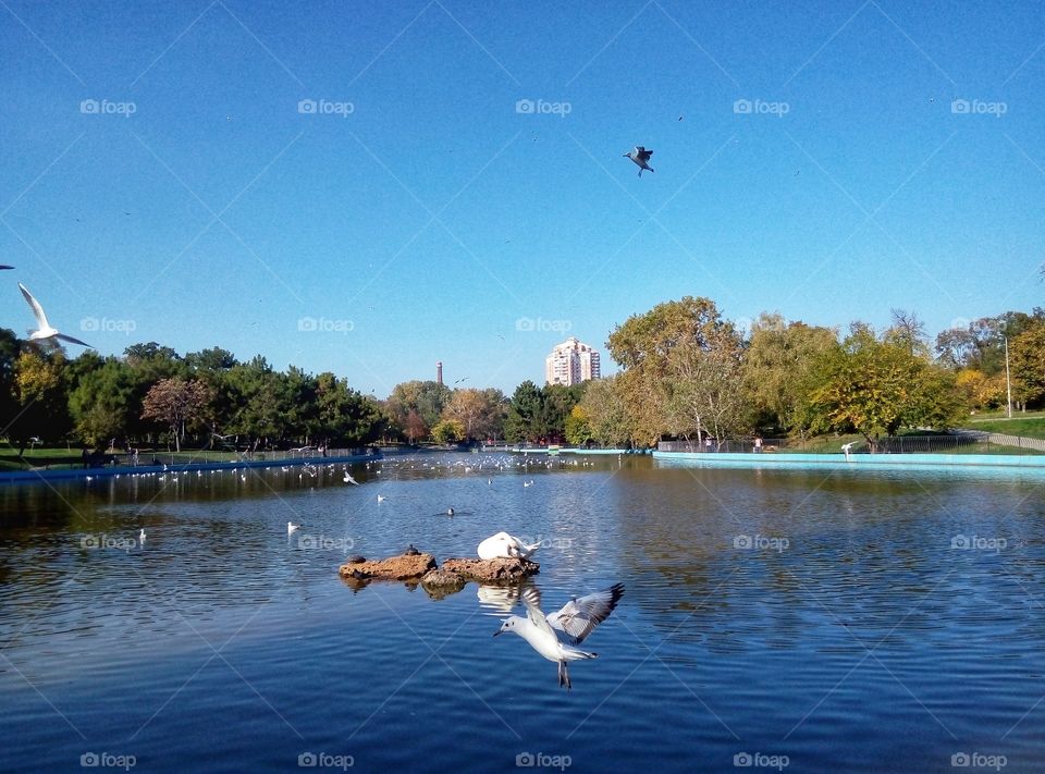 swan and gull on the lake odessa лебедь и чайки на озере