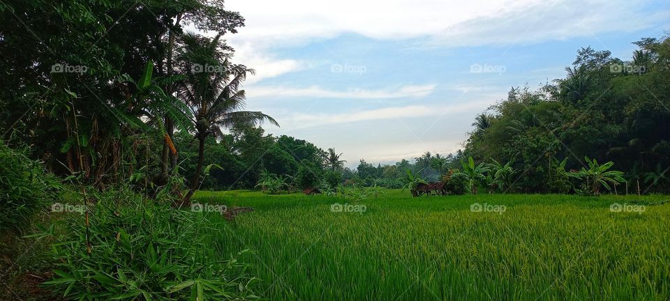 View of rice fields in the morning with cool air