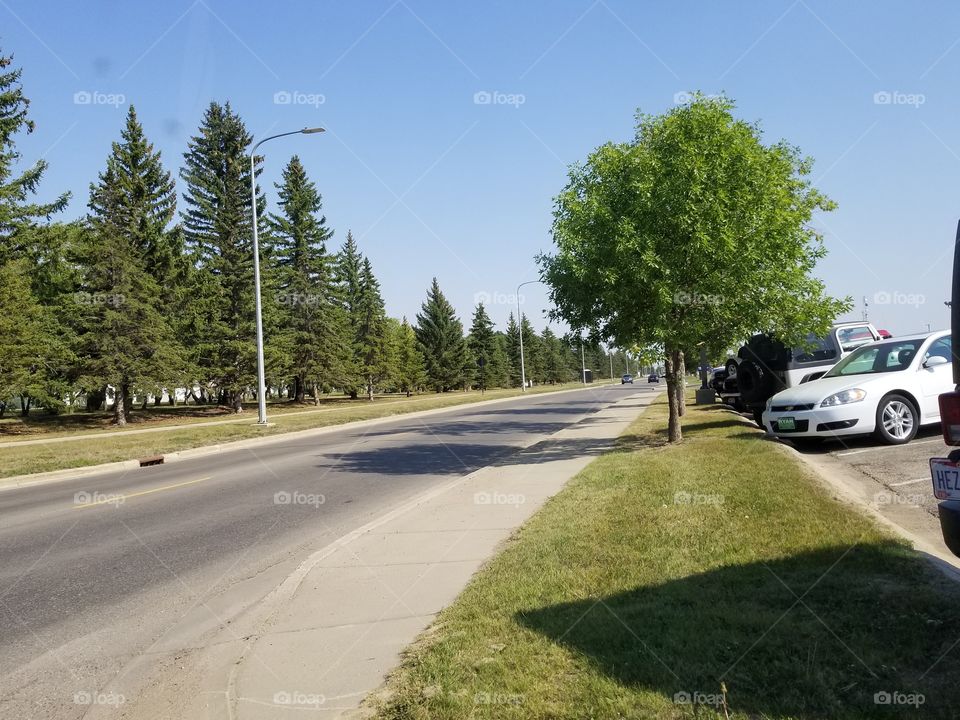 Road, Landscape, Car, Tree, Transportation System