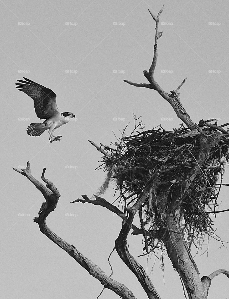 Moments freezed in photos. An Osprey froze in a moment carrying nest building material. A moment in time that you want to freeze for a lifetime