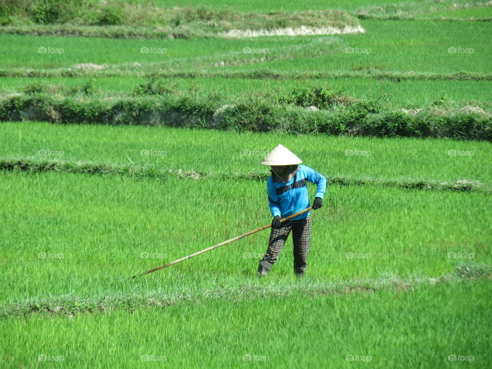 Working in the rice fields 