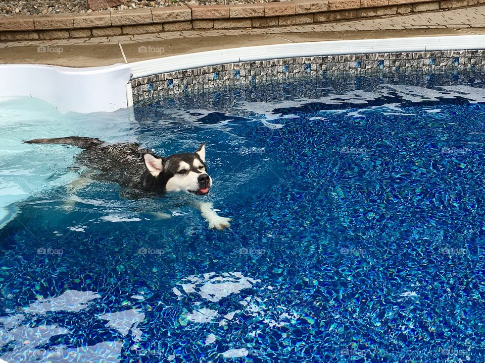 Husky dog in swimming pool outdoors 