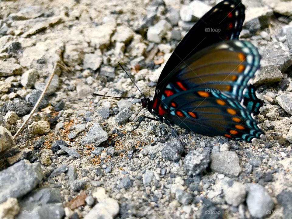 Butterfly, Nature, Insect, Outdoors, Summer