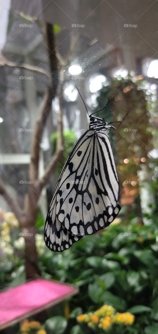 the  beautiful butterfly