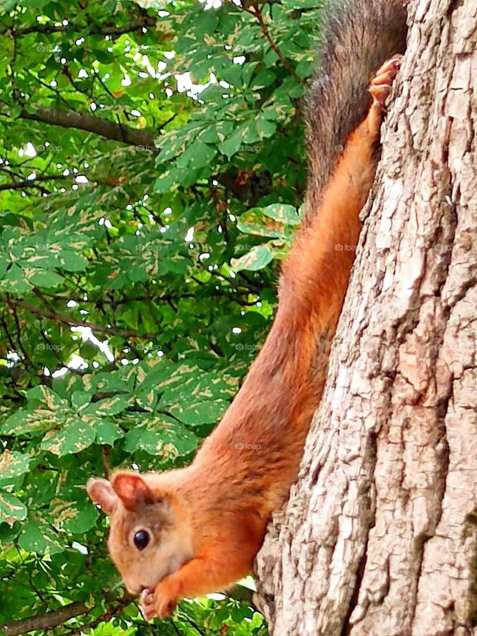 A squirrel that crawls on a tree.  The squirrel holds the nut tightly in its front paws.