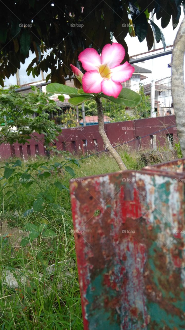 Pink Kamboja