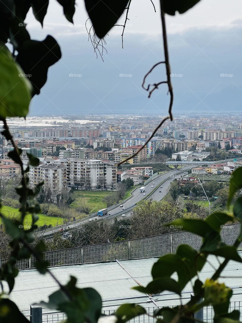 Urban plants 