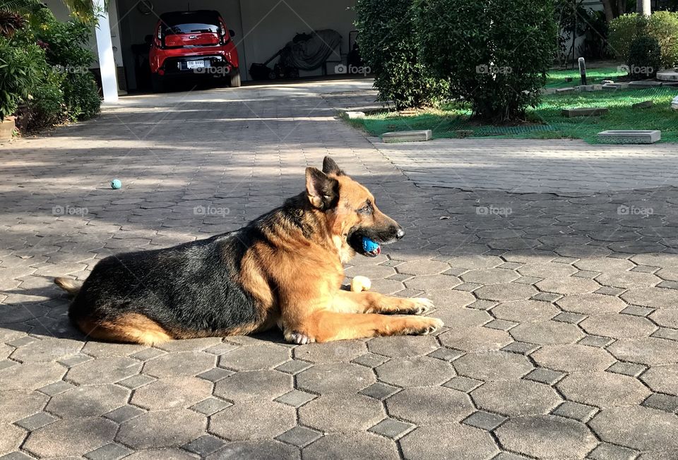 Big dog German Shepherd doesn’t care after got ball in his mouth haaaa