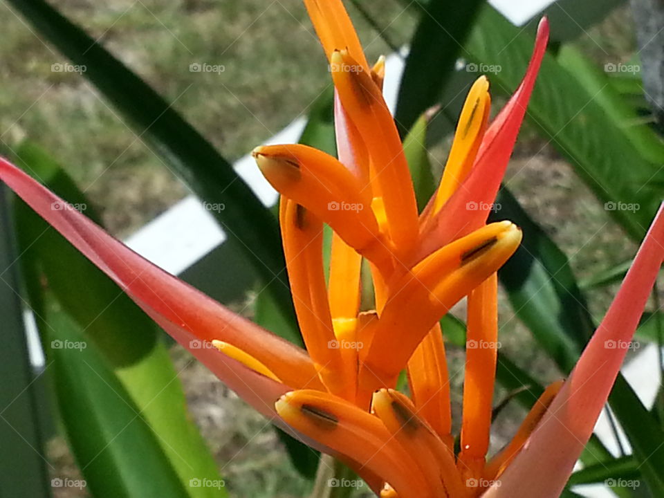 heliconia Andromeda tropical flowers