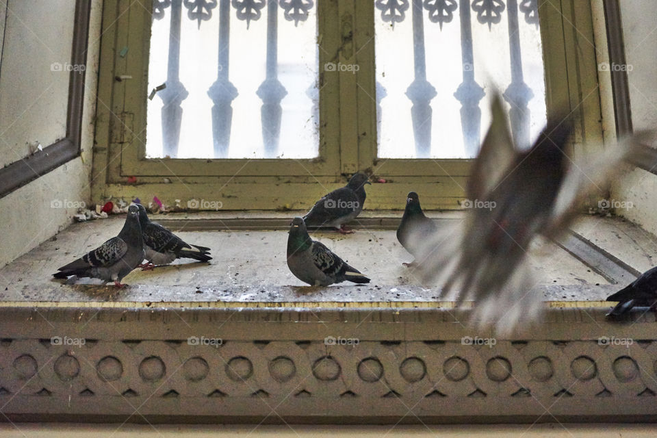 Juzgado de Paz. Torino. Juzgado de Paz. Torino