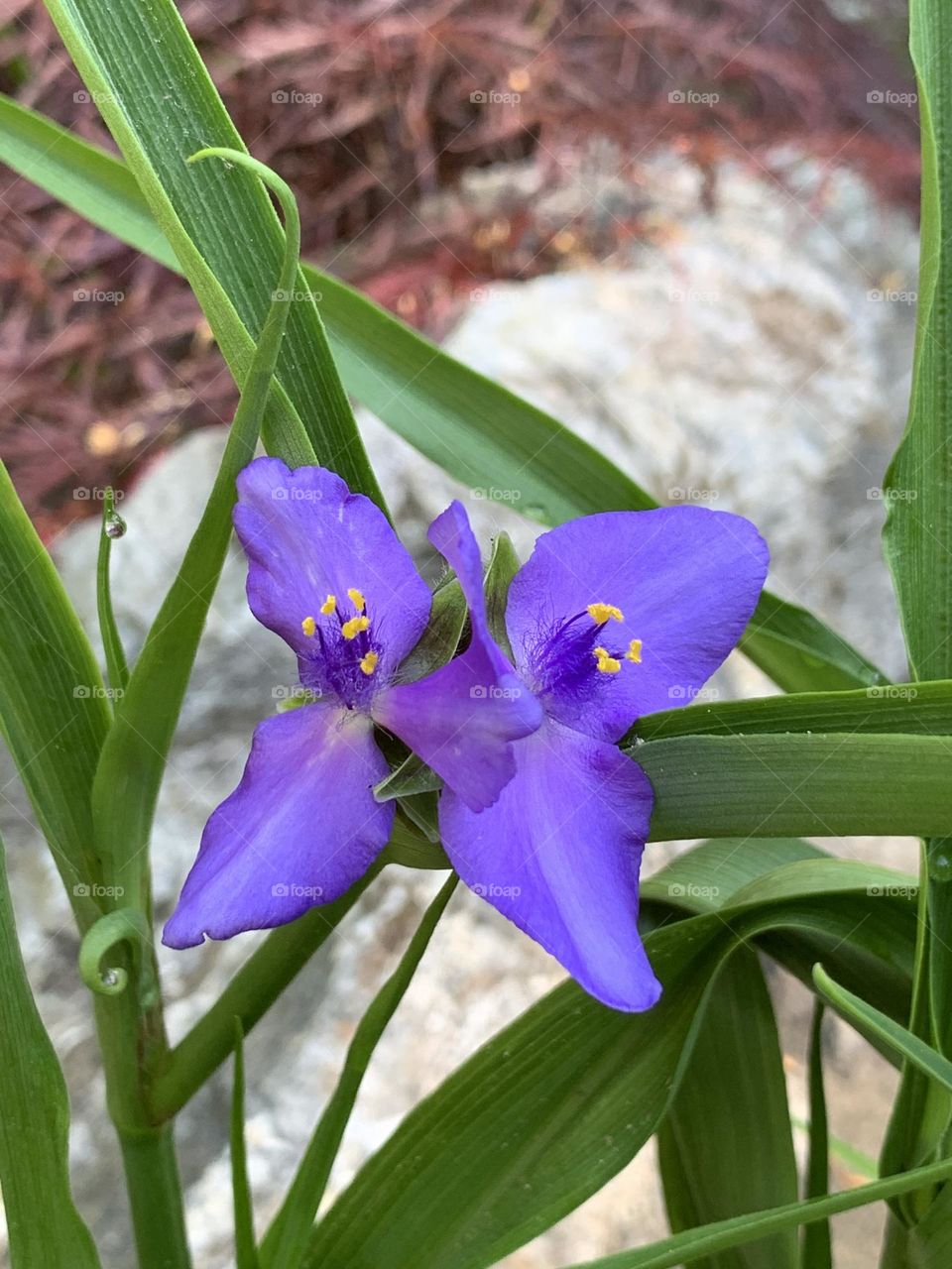 Flower blossoms of Virginia Spiderwort 