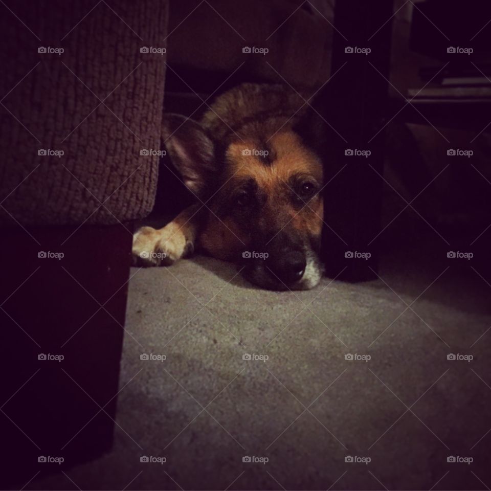 She hides. My dog chilling out in the dark