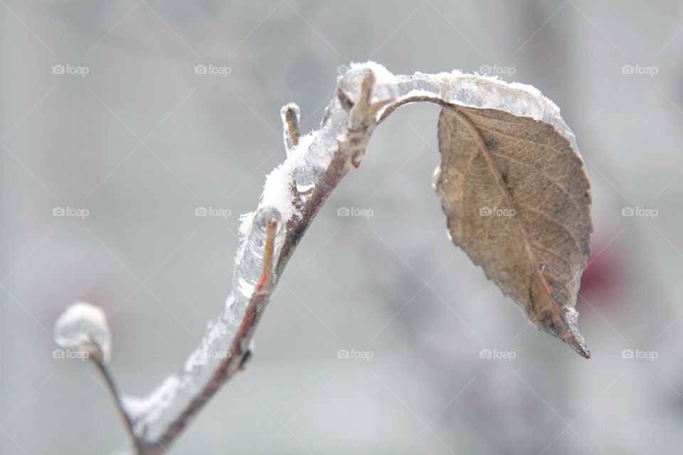 icy branch with leaf
