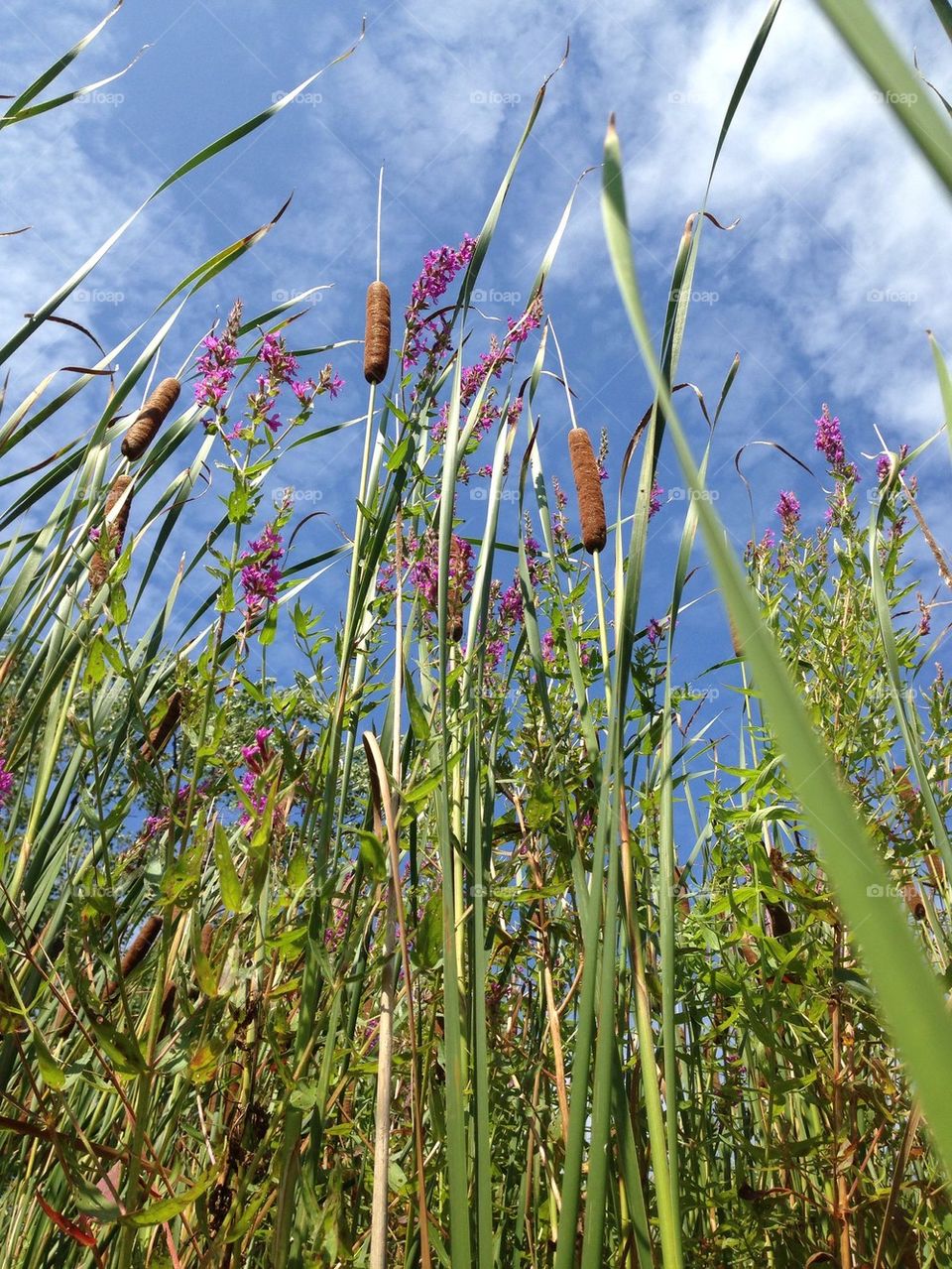 Cat tails