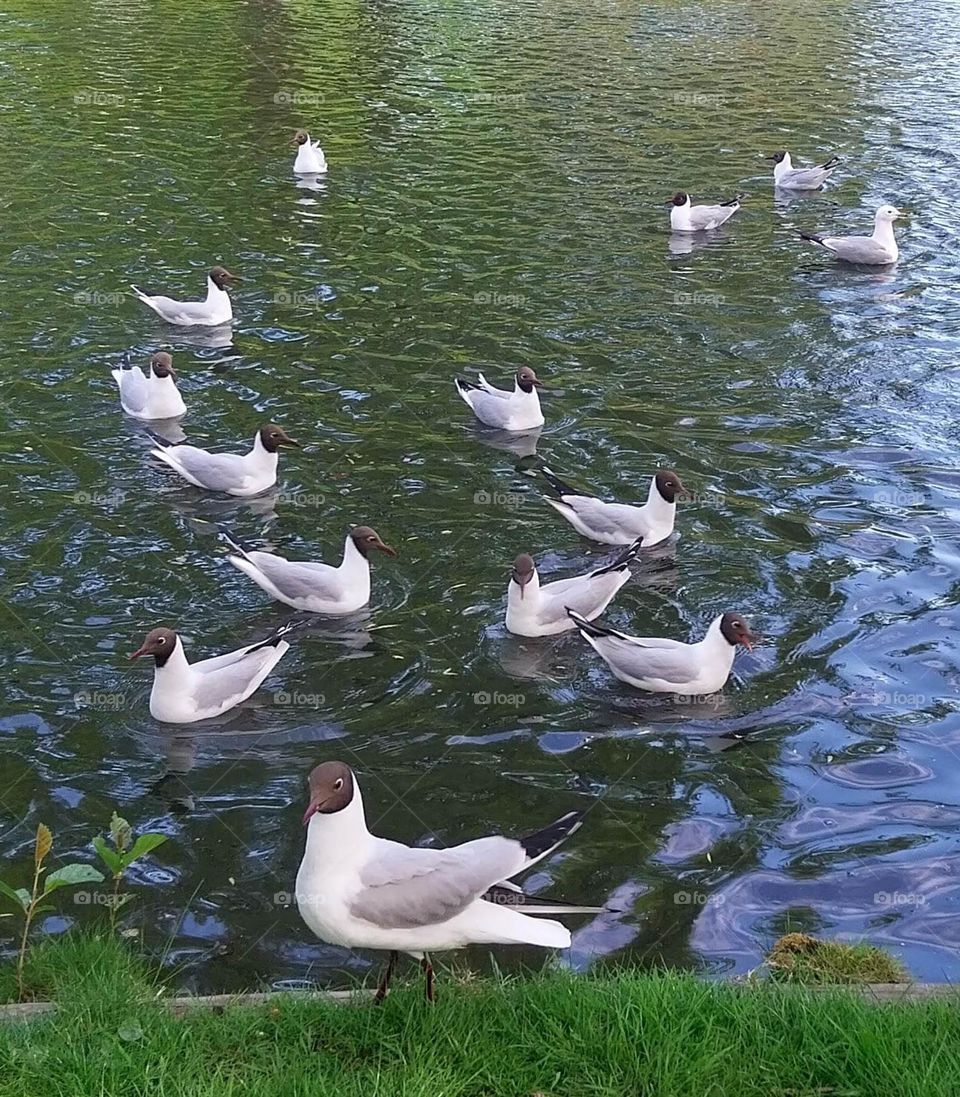 Munke Mose Park Odense