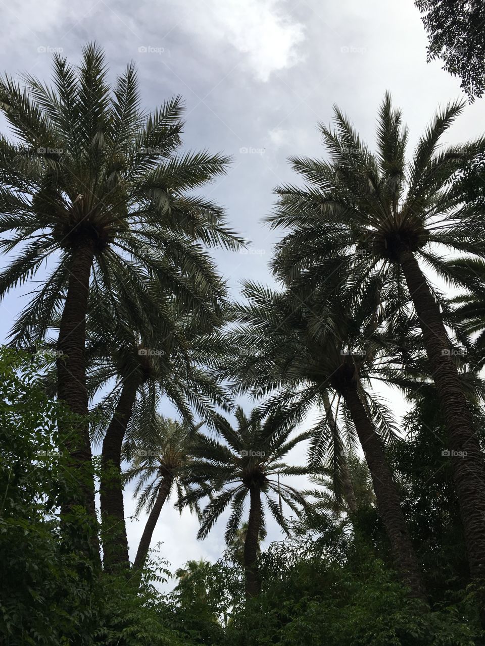 Palm Trees in Morocco 