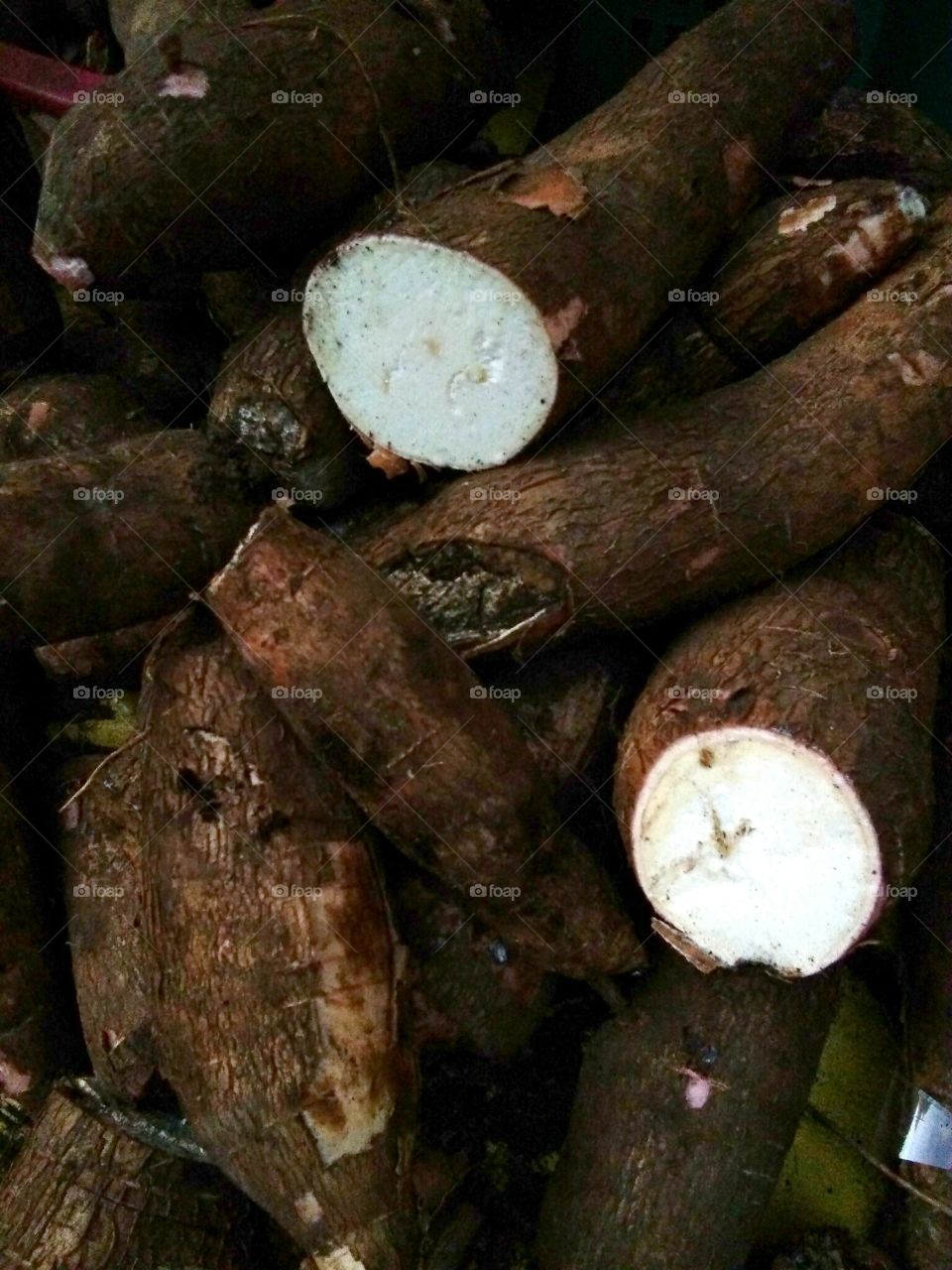 ubi kayu cassava tapioca