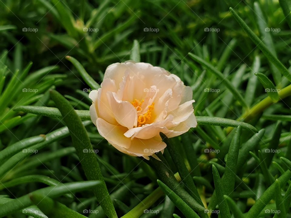 my beautiful Portulaca grandiflora