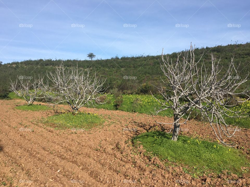 3 fig trees in fields 