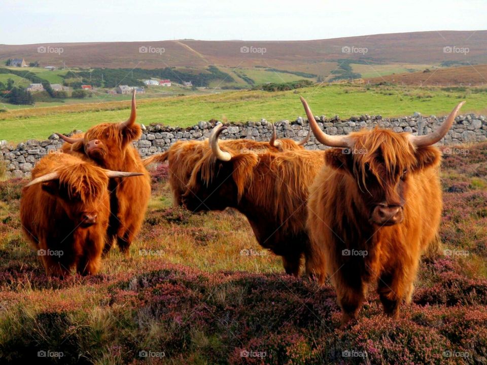 Highland cattle