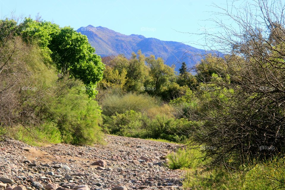 Sonoran Desert Wash in Arizona