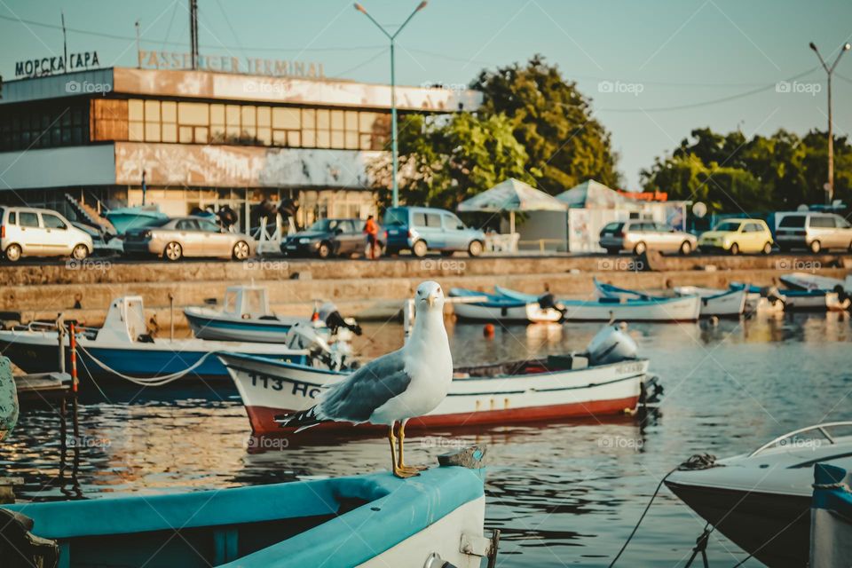 Seagull bird on the seashore sits on a karma boat, autumn clouds in the sky