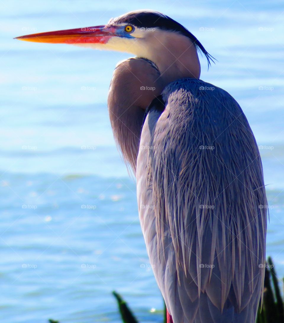 Beautiful Heron. Great Blue Heron, Fort Myers Beach, FL