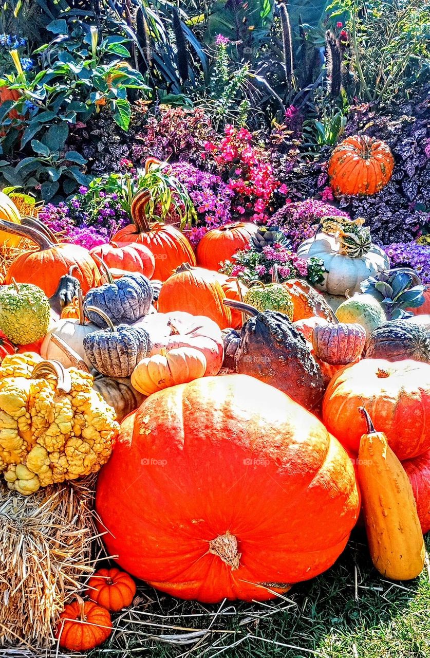 Pumpkin Patch Garden