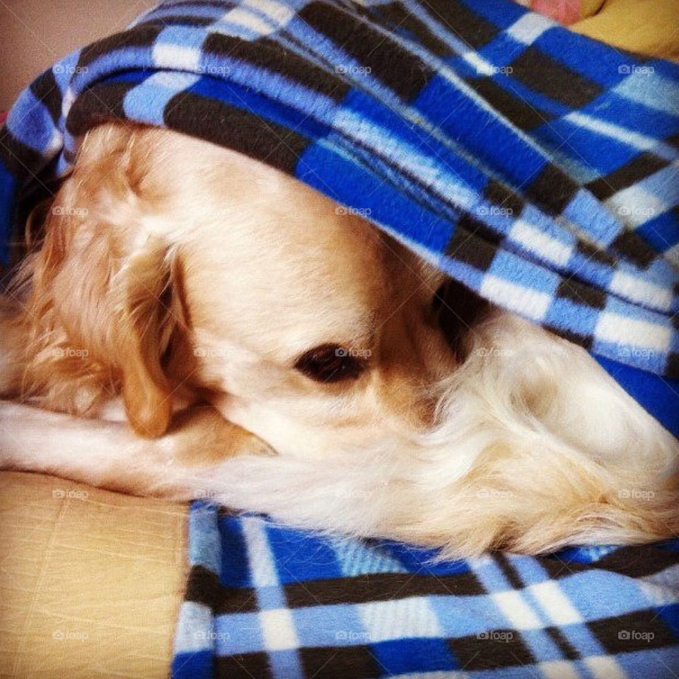 winter pretty dog cold by Zita