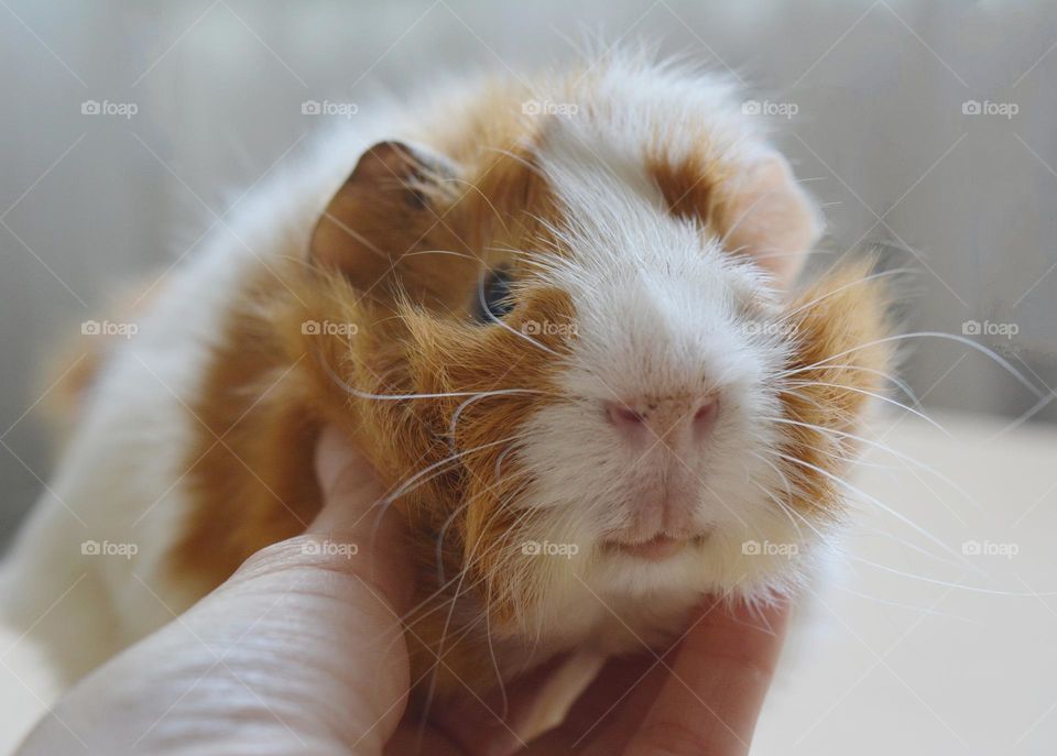 guinea pig beautiful portrait and female hand close up, love pet