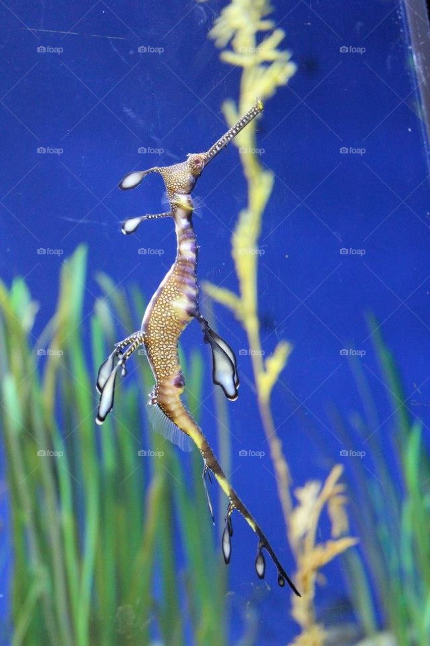 Seahorse