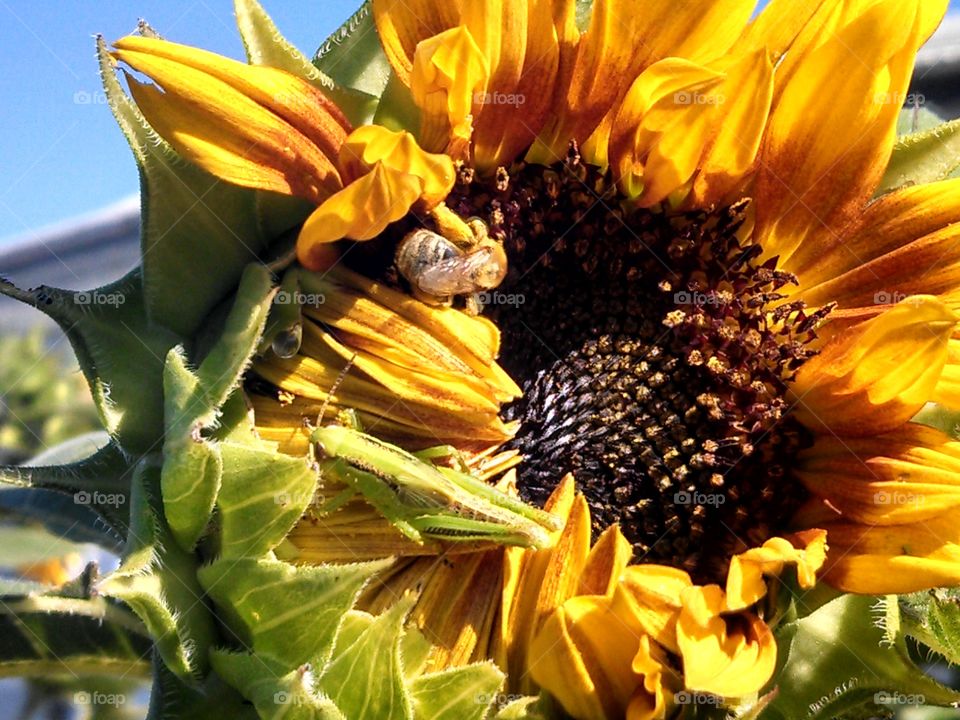 bee in the sunflower. bee in the sunflower