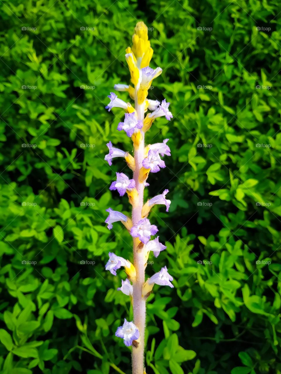 Broomrape (Orobanche special.) in a meadow, in India