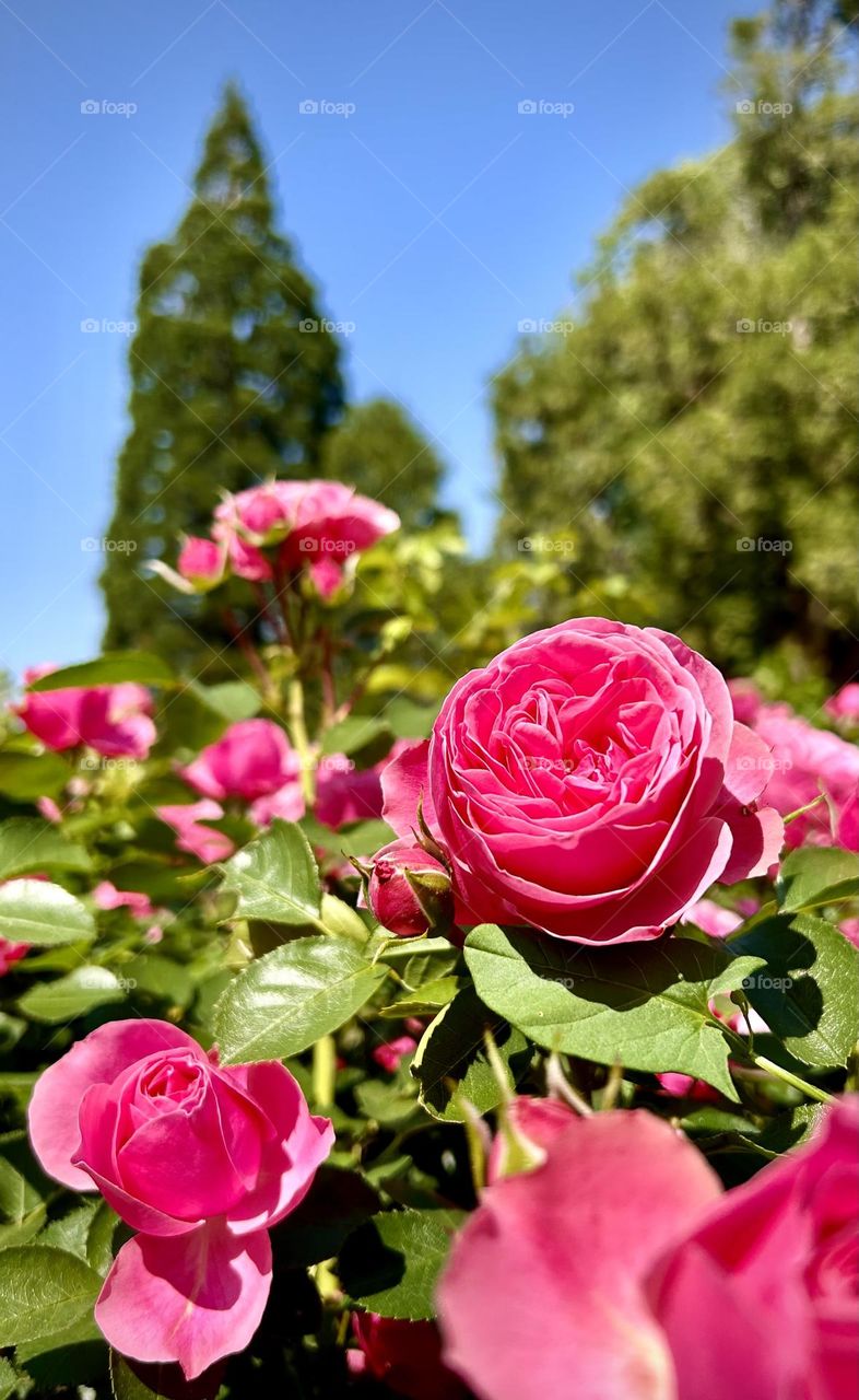 Flowers , Richelieu Park May 2023 . 