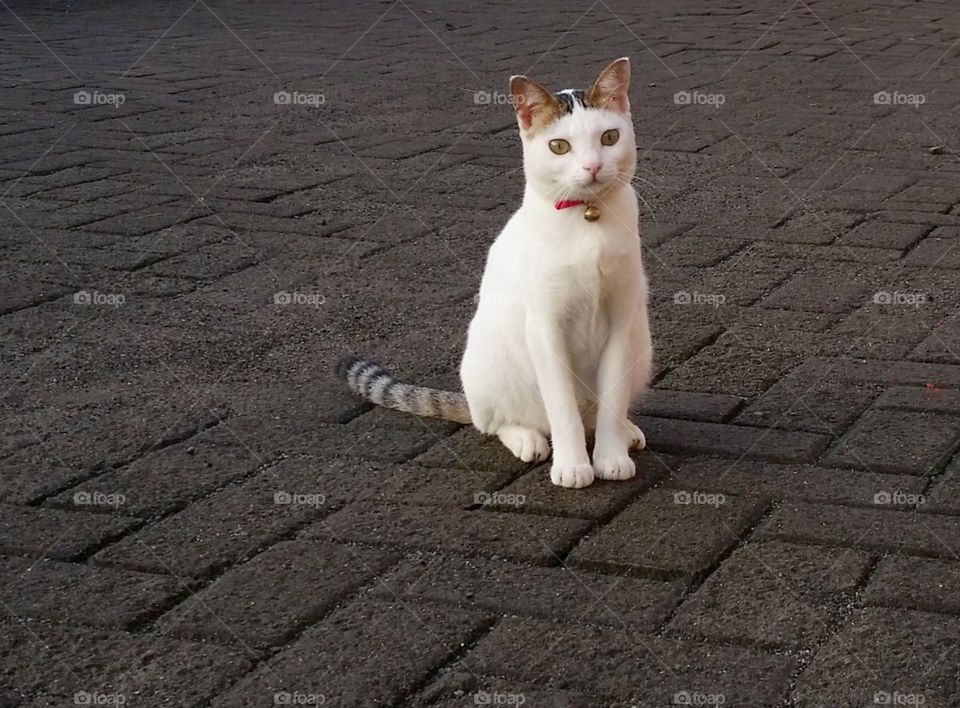 Cat at parking lot...
