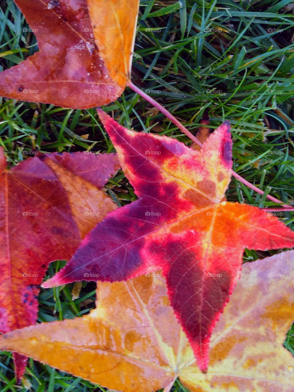 vibrant fall leaves colors