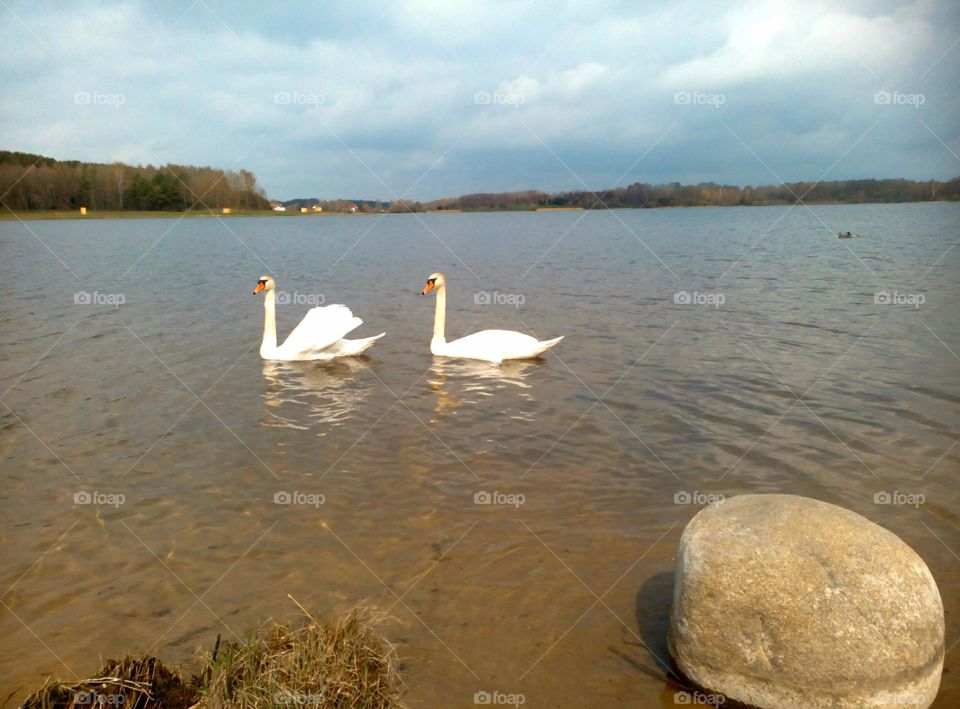 two swans on a lake