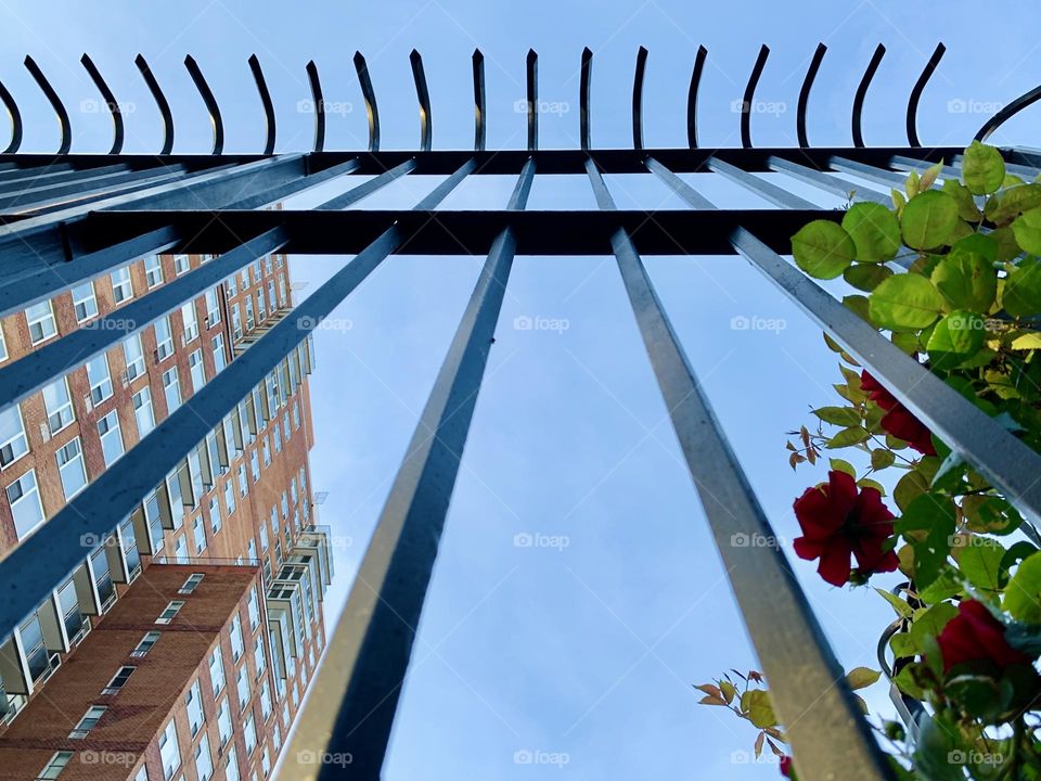 The building exterior, the fence and the red rose