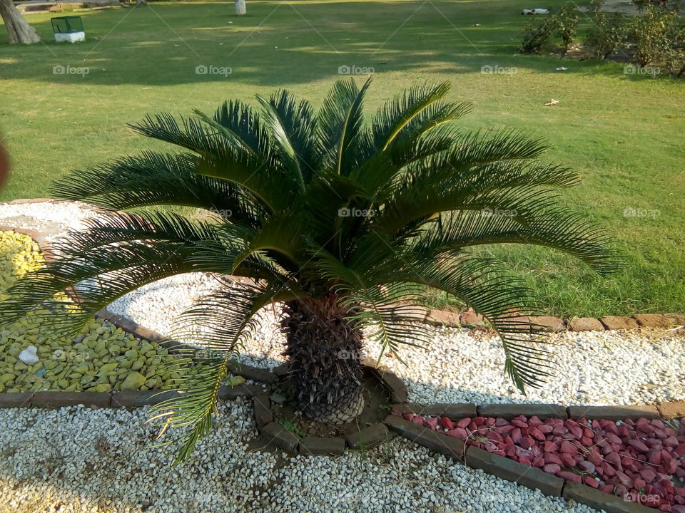 a beautiful plant in a garden