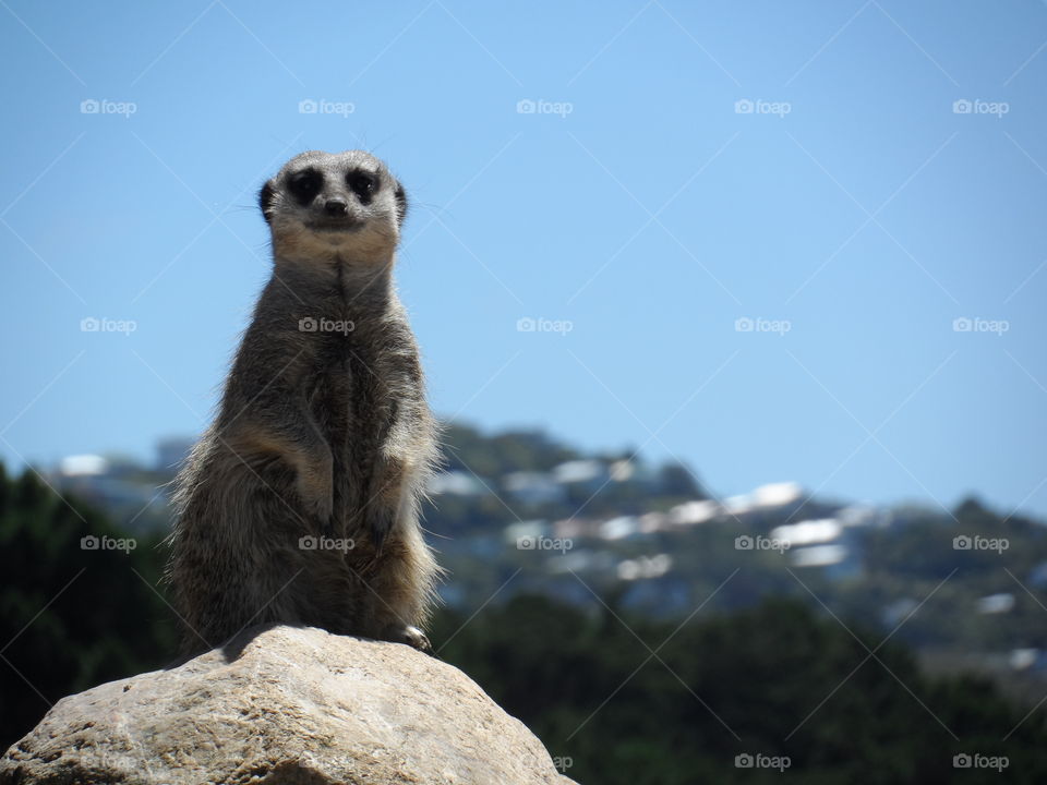 Meerkat at Wellington Zoo