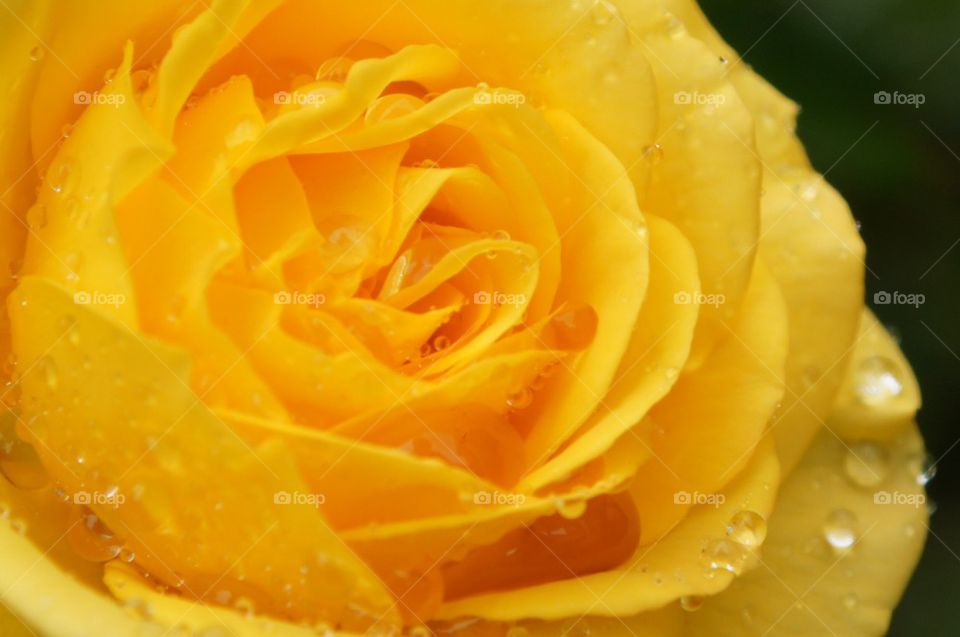 Yellow rose in the rain