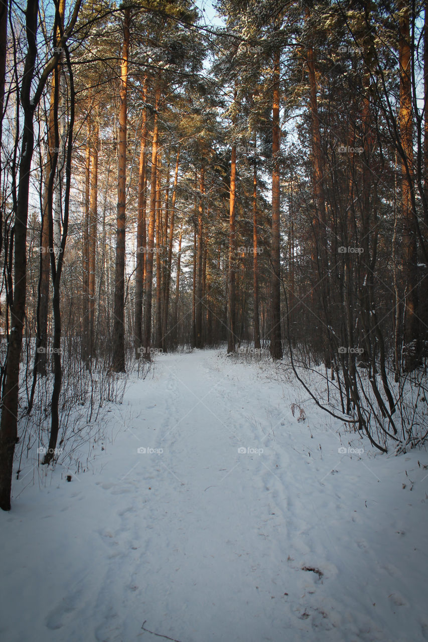 Walk in the Shuvakish park