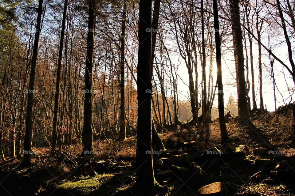 View of bare tree at sunset