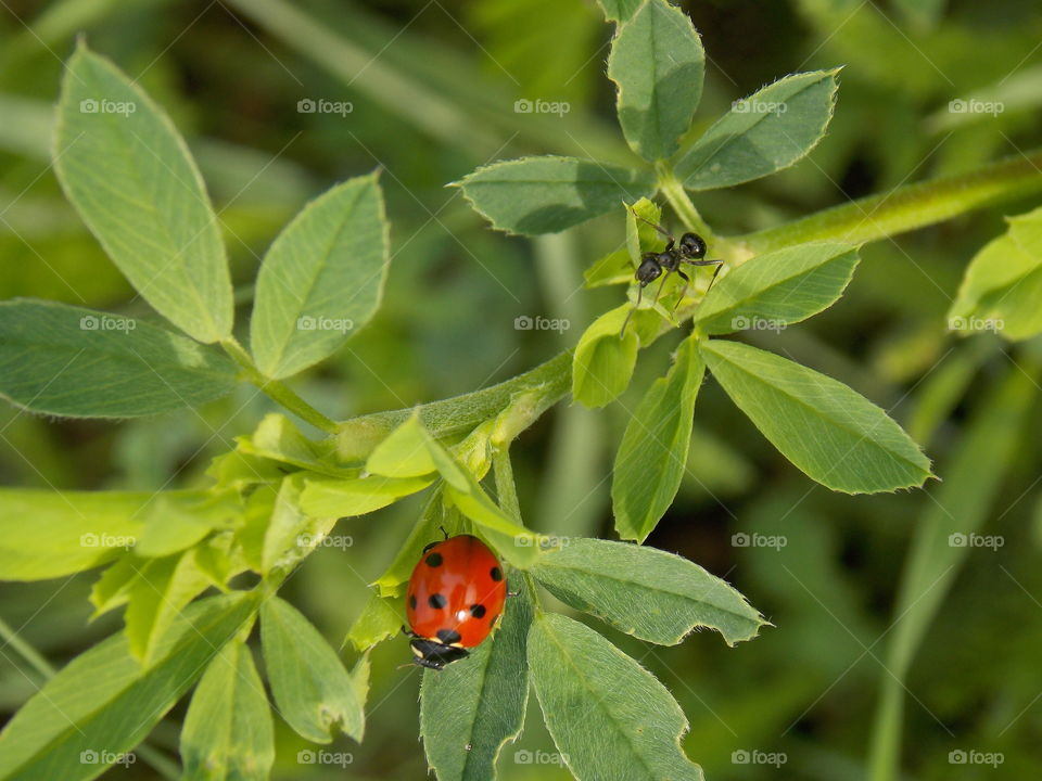 ladybug and ant