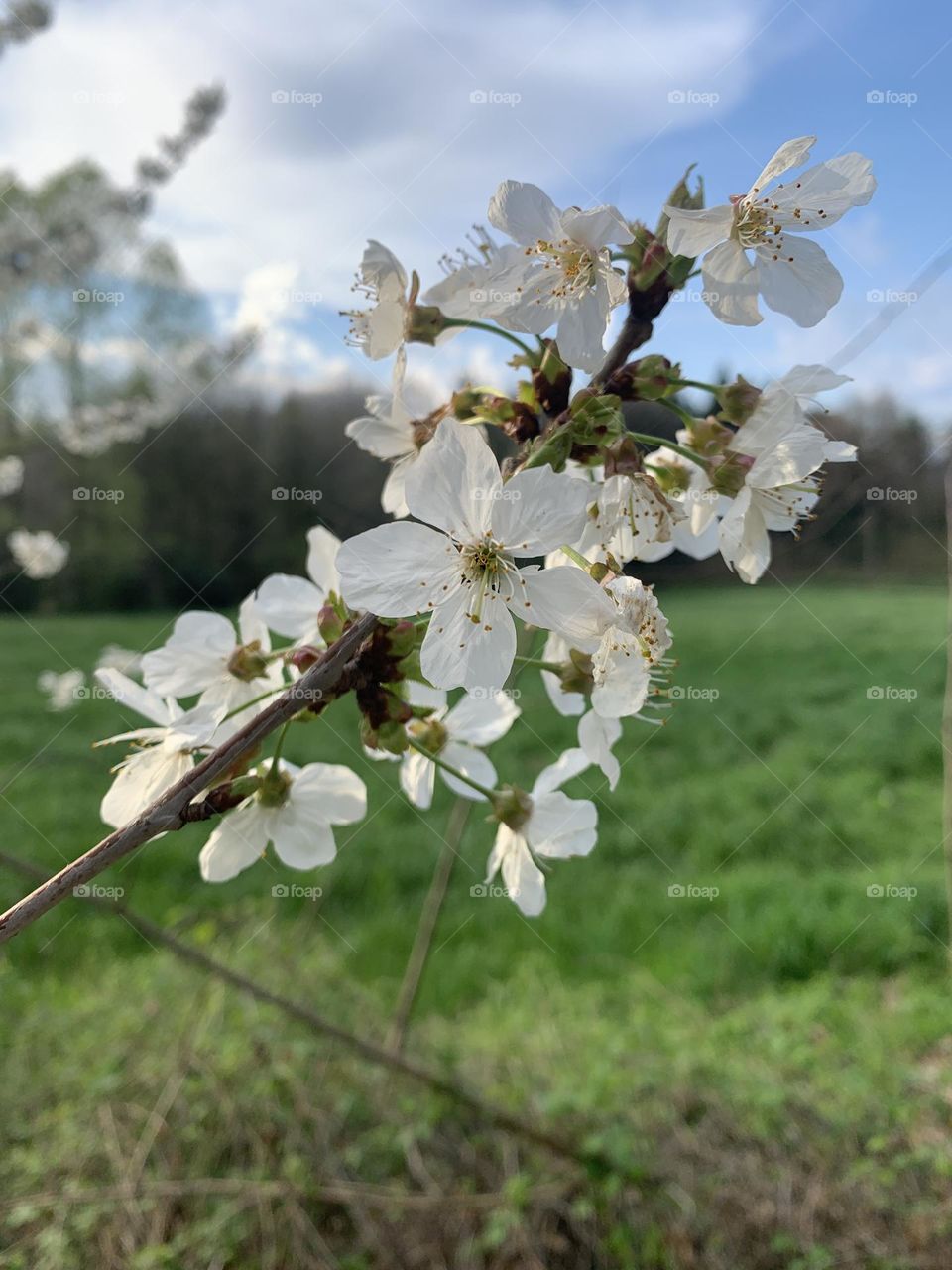 detail of a flowering wild cherry branch in a rural context, photo with bokeh effect