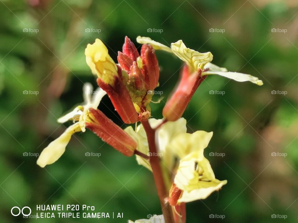 Desert flowers