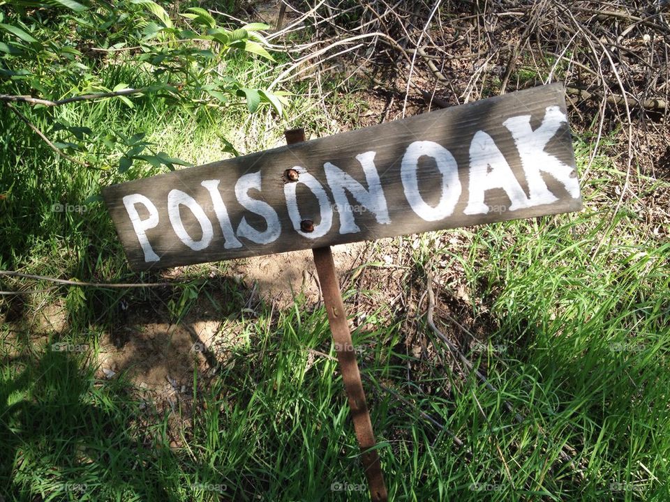 Poison Oak