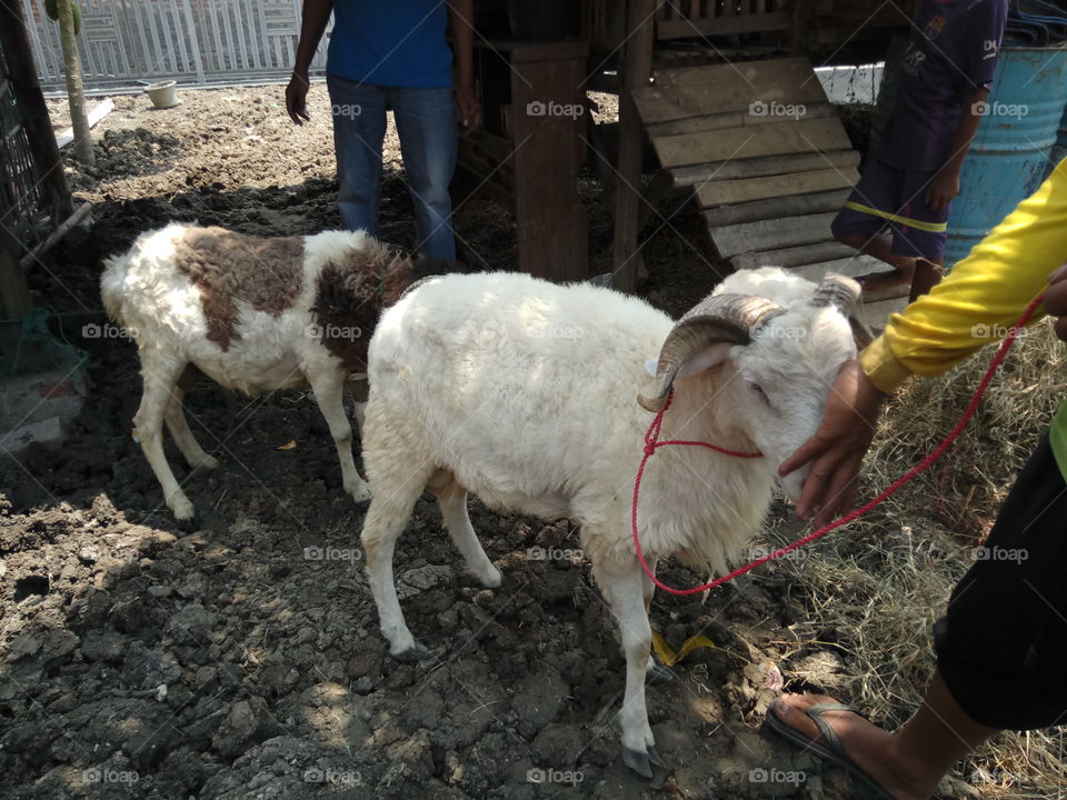 People, Mammal, Livestock, Sheep, Farming
